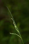 Roan Mountain sedge